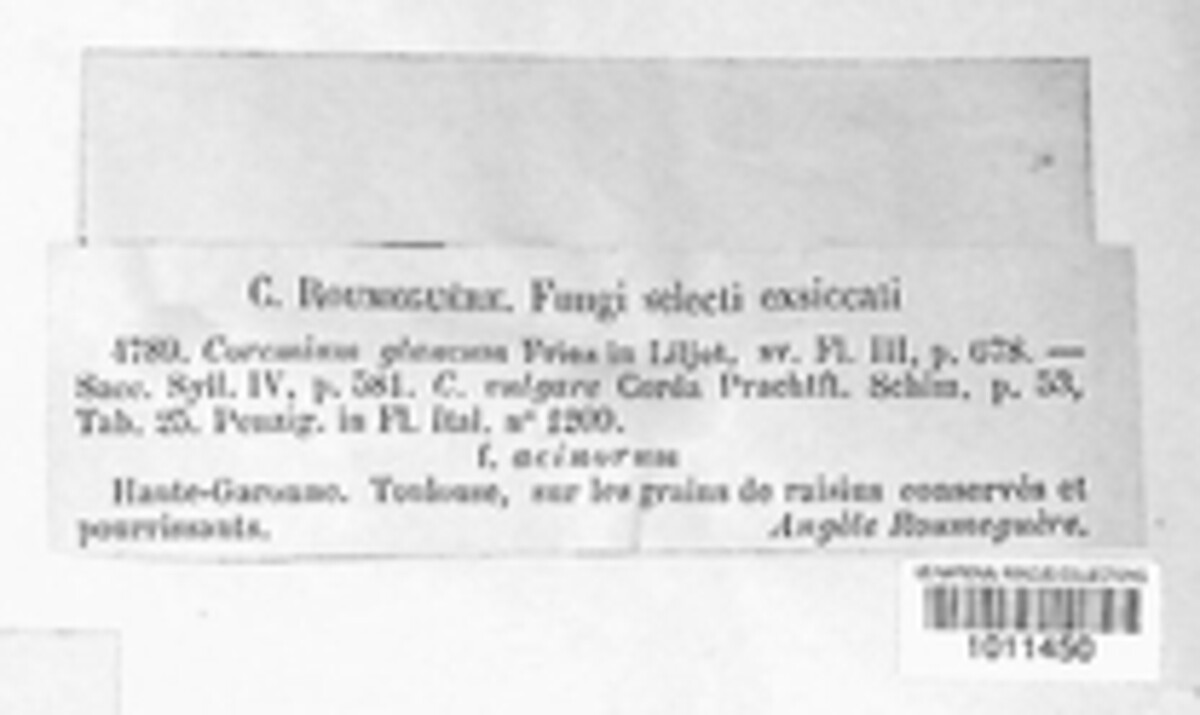 Coremium glaucum image